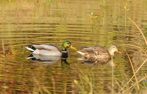 Mallards near the Almira parking lot Mallards near the Almira parking lot